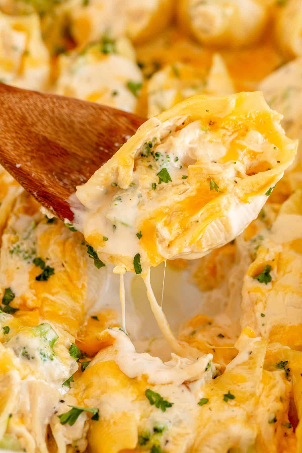 chicken alfredo stuffed shells on a spoon